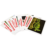 Набор больших обучающих карточек 20 шт. "Экзотические животные"