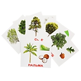 Набор больших обучающих карточек 20 шт. "Деревья"