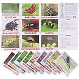 Набор больших обучающих карточек 20 шт. "Насекомые"